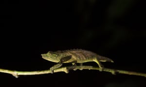 A new species discovered on Mount Mabu, Rhampholeon maspictus (Pygmy chameleon), saunters along a branch to look for a safe place to roost for the night away from most snakes and other predators