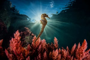 Winner of the Society of International Nature and Wildlife Photographers ‘Best of Nature’ competition: seahorse in the Gulf of Naples by Marco Gargiulo