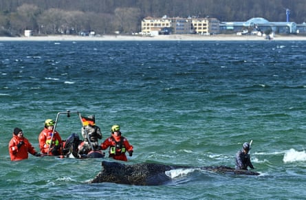 Men in water gear near a stranded whale.