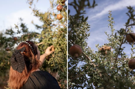 A woman touches a pomegranate tree; a pomegranate tree