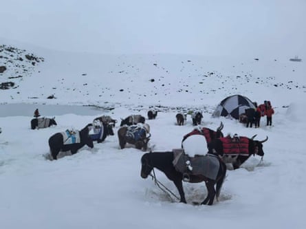 Yaks standing in deep snow