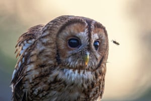 A tawny owl and a wasp meet in west Yorkhire, UK
