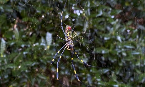 Spider expert explains the one thing you should always do when you