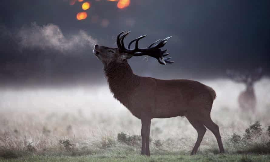 A red deer stag in Richmond Park.