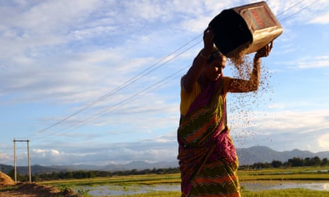 A woman winnows rice paddy to separate husk and impurities in Assam, India.