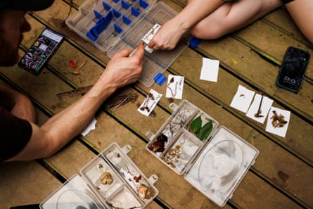 Vista de cima de um homem e uma mulher coletando amostras de três caixas plásticas de coleta cheias de fungos em um deck de madeira