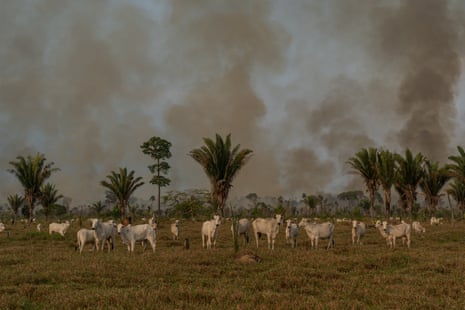 The forest burns near the community of Palmeiras in the Amazon state of Rondônia.