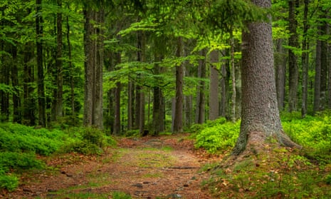 The Bohemian forest of the Šumava national park.