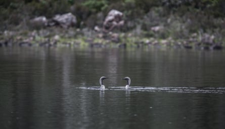 A pair of black-throated divers.