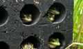 Green-and-golden bell frogs peek out of round holes in masonry bricks painted dark grey