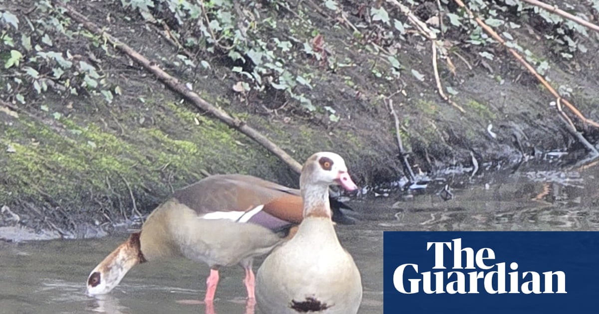 Young country diary: Our local river is clean again – and the birds are back too | Theo