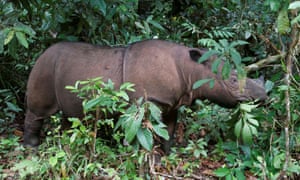 There are fewer than 1,000 Sumatran rhinos left on Earth.