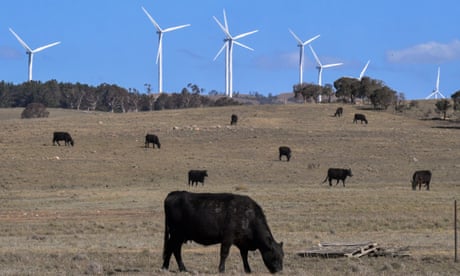 Cows are seen near a wind farm near Bungendore