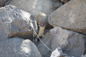 A weasel, a species rarely seen in the wild and under legal protection, is spotted among rocks in the rural areas of Kars, Turkey