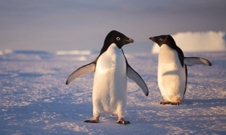A pair of Adelie penguins, Antarctica, 2015.