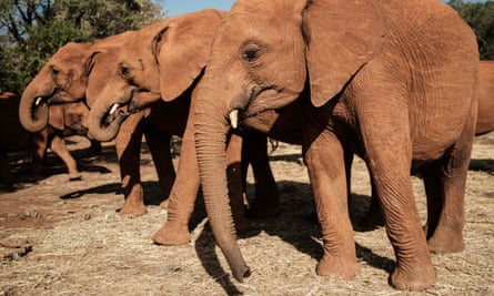 Orphaned elephants at the Sheldrick Wildlife Trust centre in Nairobi, Kenya.