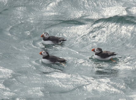 Three of Dorset’s fragile puffin population.