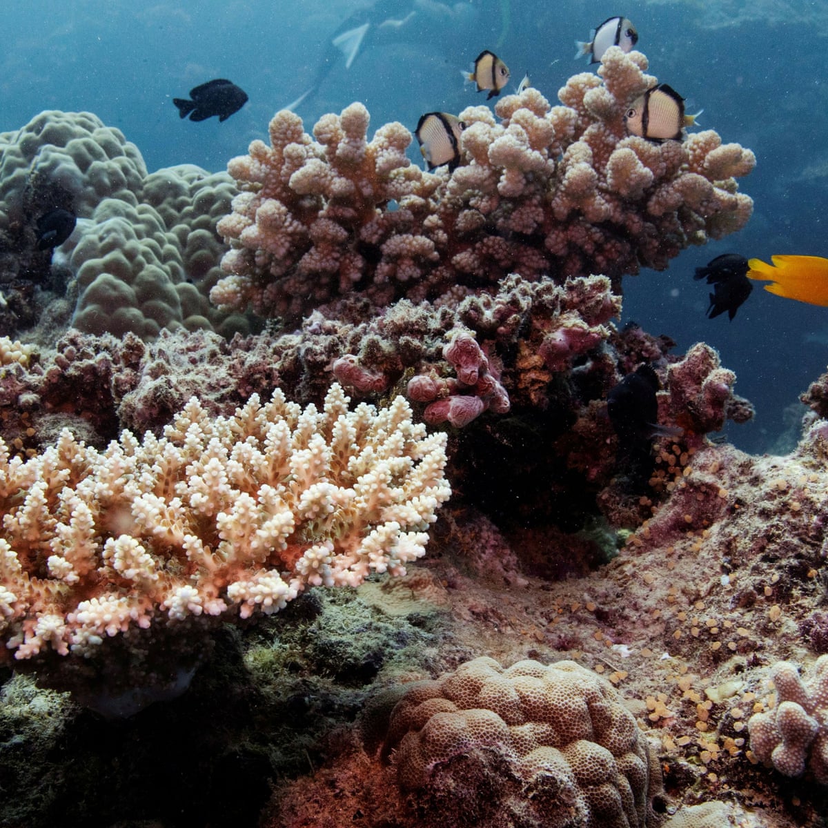 Unsustainable Fishing Worsens Threats To Great Barrier Reef Environment The Guardian