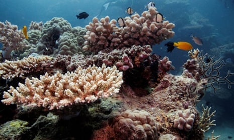 faded coloured coral and fish on the barrier reef