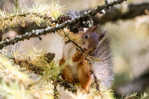 Um esquilo senta-se ao sol e mastiga uma casquinha em Moscou, Rússia.