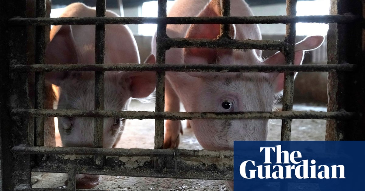 Deadly pig disease could have led to Covid spillover to humans, analysis suggests