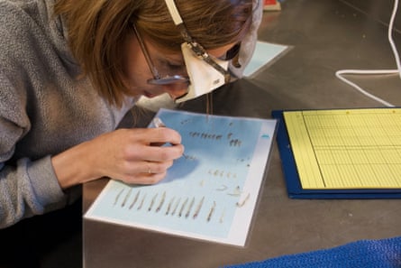 Scientist peering over sheet of paper with various baby fish species.