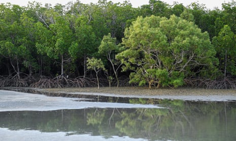 Scientists believe the lunar wobble contributed to mass mangrove dieback in the Gulf of Carpentaria in 2015-16.