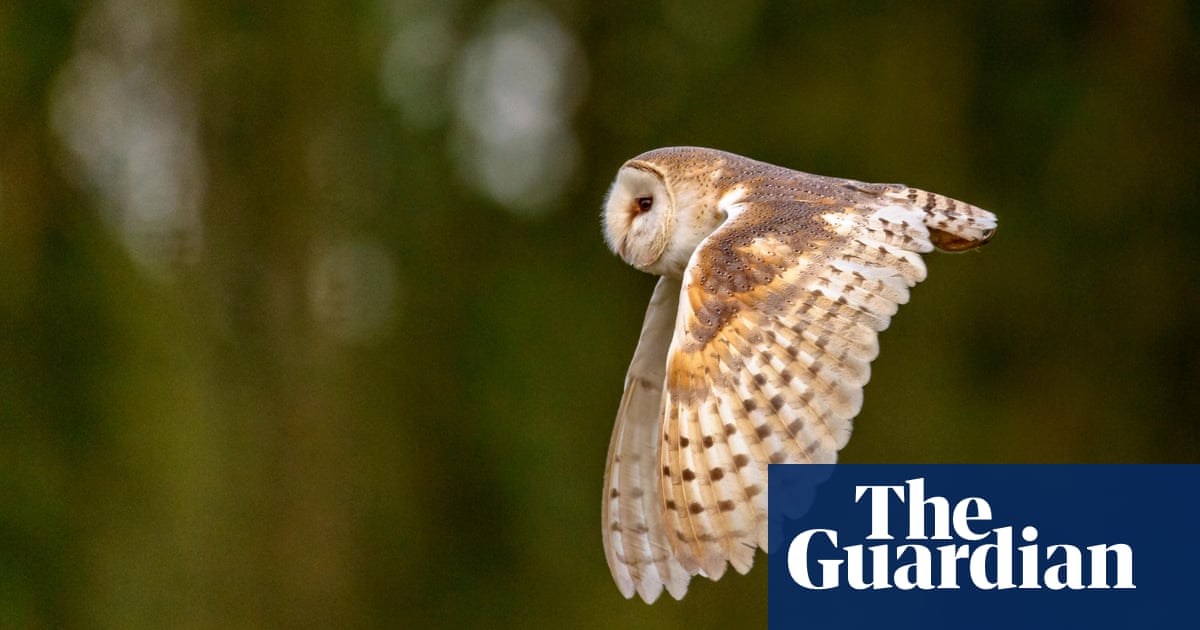 Country Diary: Flushing out barn owls with an explosive sneeze | Derek Niemann