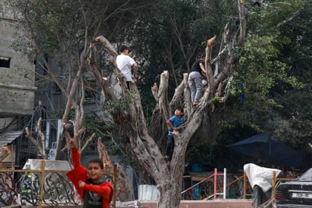 Chopping trees for firewood in Rafah.