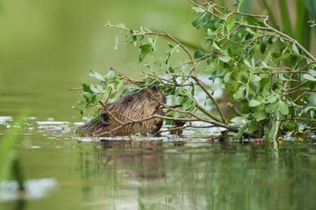 A beaver at Ham Fen, Kent.