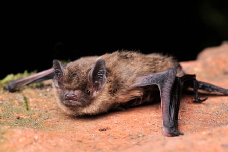 A soprano pipistrelle clings to the wall of a derelict building.