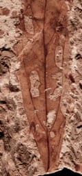 Insect feeding damage on a fossil leaf, including holes and a leaf mine (bottom right), made by a larval insect that fed on tissue within the leaf. The fossil is 67-66 million years old and from the Lefipán Formation in Patagonia, Argentina.