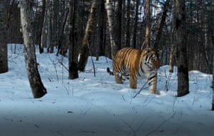 A wild Siberian tiger in Tianqiaoling forest area, northeast China’s Jilin Province