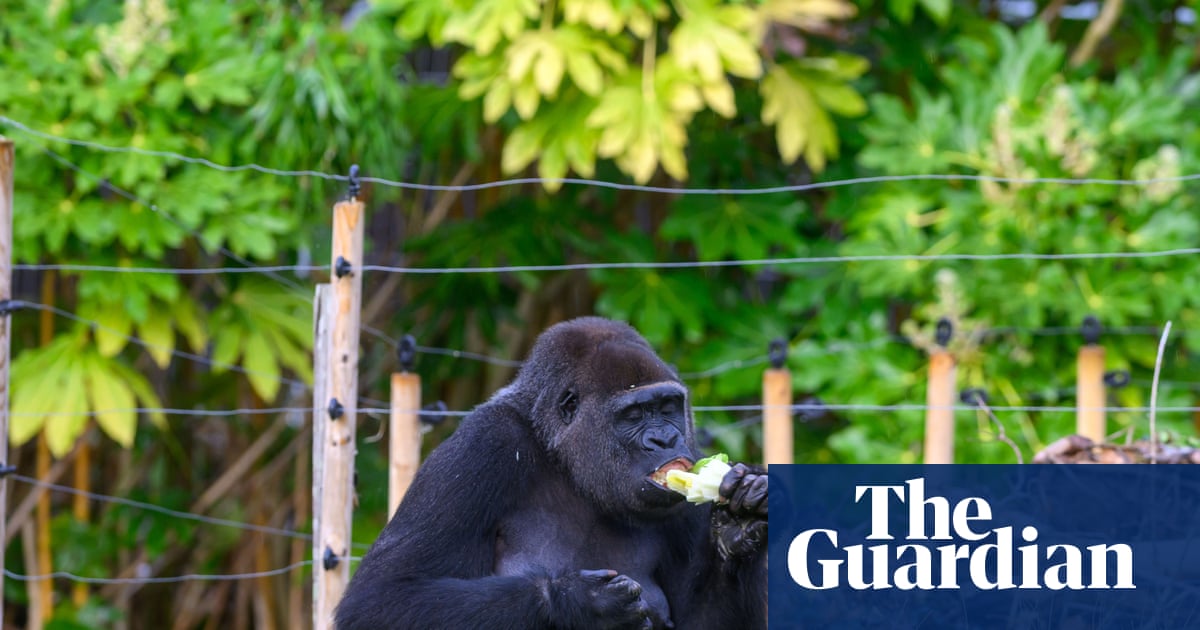 ‘World’s loneliest’ gorillas are doing just fine, say Bristol zoo bosses