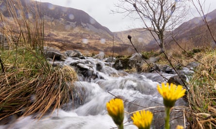 Yellow flowers emerge by a winding river.