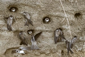 A colony sand martins nest at Yumurtalik Lagoon, one of Turkey’s most important wetlands, in Adana, Turkey. The region is not only a transit point for migratory birds; it also stands out as an important feeding and sheltering area
