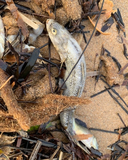 Close up of a pale dead fish on a beach surrounded by seaweed and other detritus