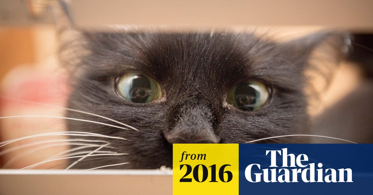 Royal Mail Threatens To Halt Deliveries To Home Of Mail Snatching Cat Royal Mail The Guardian