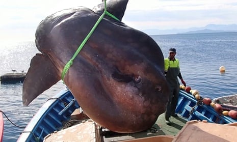 A 3.2-metre long sunfish found tangled in tuna fishing nets in the Mediterranean could weigh 2000kg, according to experts