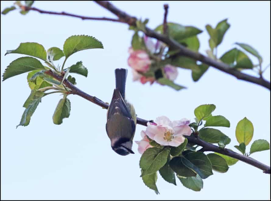 A blue tit and apple blossom