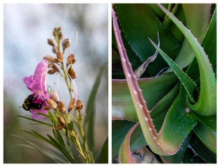 Left: A bumble bee lands on the desert-willow tree in the front yard of a South Los Angeles home. Right: A succulent garden at a home in Brentwood, California.