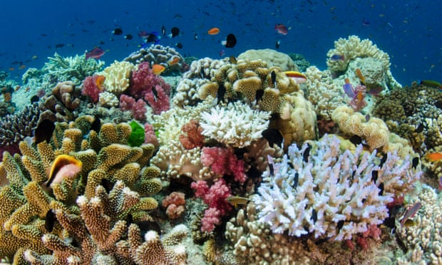 Coral reef showing a diversity of corals in Fiji.