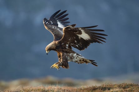 A golden eagle in Scotland