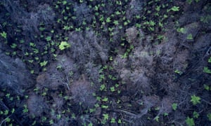 Burnt trees with resprouting