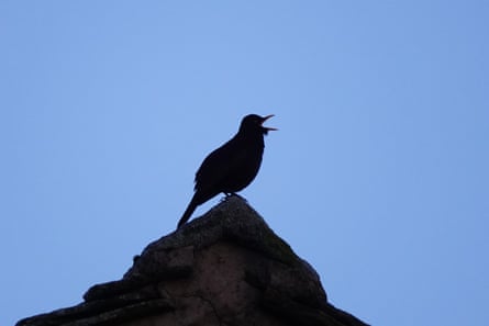 A blackbird singing