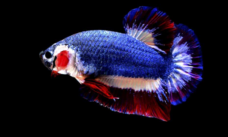 Siamese fighting fish in colours of Thailand flag