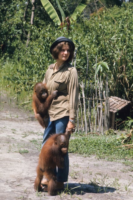 Galdikas with orangutans in 1965.