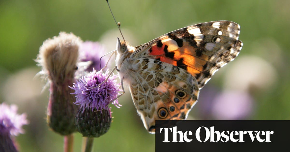 Just A Flutter Why This Butterfly Summer Is So Fragile