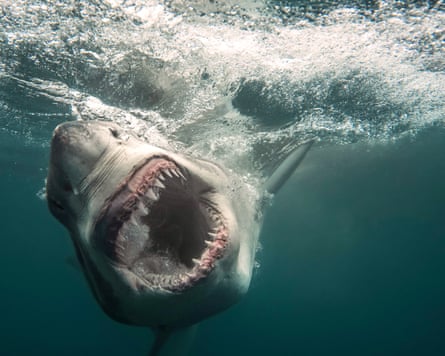 Shark Week.
