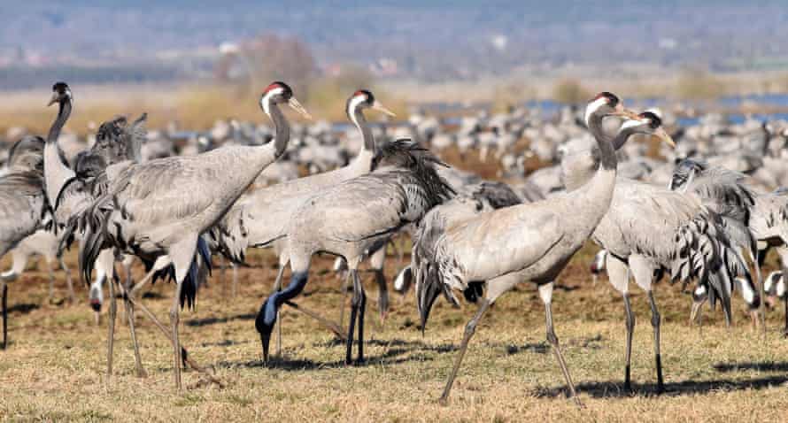 Stately and elegant, common cranes stand up to 1.3 metres tall.